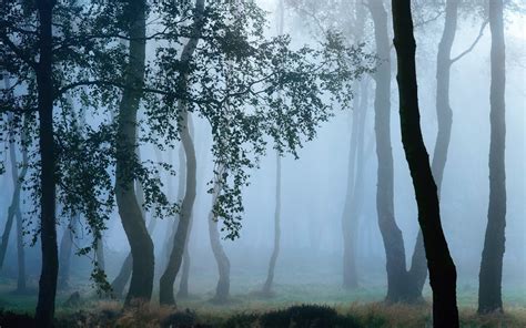 Stand Of Trees Landscape Trees Forest Mist Hd Wallpaper Wallpaper
