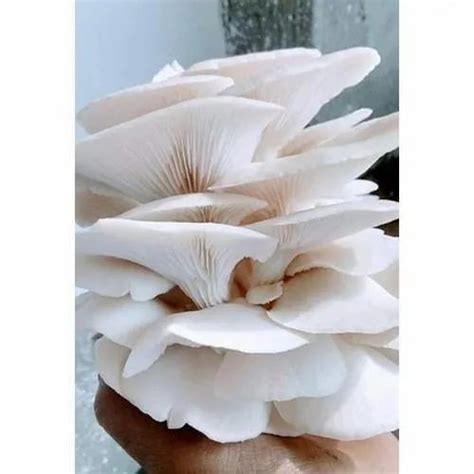 Fresh Oyster Mushroom Pleurotus Florida Organic Packaging Size 5