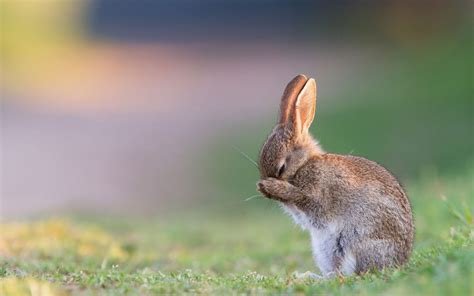 Rabbit Sleeping Desktop Wallpaper 19467 Baltana