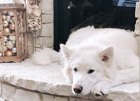 What You Need To Know About The Rare White Malamute K9 Web