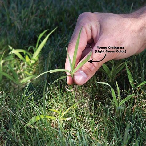 How To Get Rid Of Crabgrass A Step By Step Guide Readers Digest