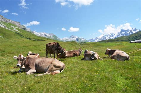 Cows In An Alpine Meadow Stock Photo Image Of Idyllic 32466886