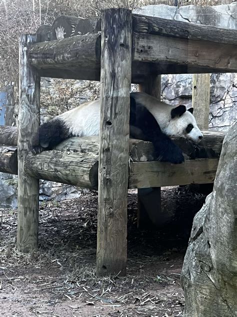 Panda Updates Monday January 9 Zoo Atlanta