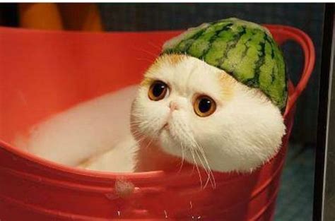 Cute Cat With Watermelon Hat Barnorama