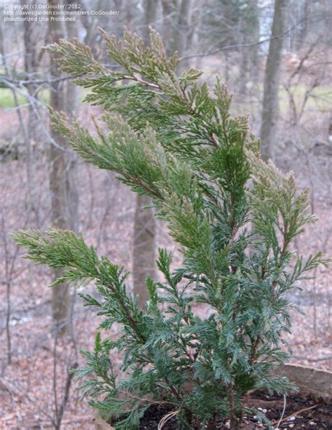 Plantfiles Pictures Juniperus Species Creeping Cedar Creeping