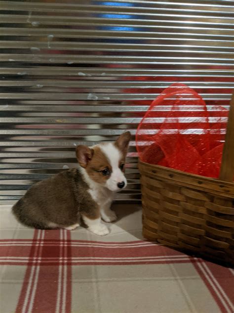 Our puppies are chosen for their excellent health and sweet temperaments. Pembroke Welsh Corgi Puppies For Sale | Brooksville, FL #322629