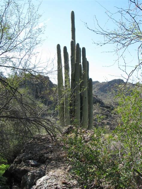 1800 084 881 pest and disease information biosecurity and agriculture management act. Saguaro.jpg | Arizona Department of Agriculture