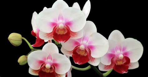 Growing Orchids Indoors Tips On Care Of Orchid Plants Indoors