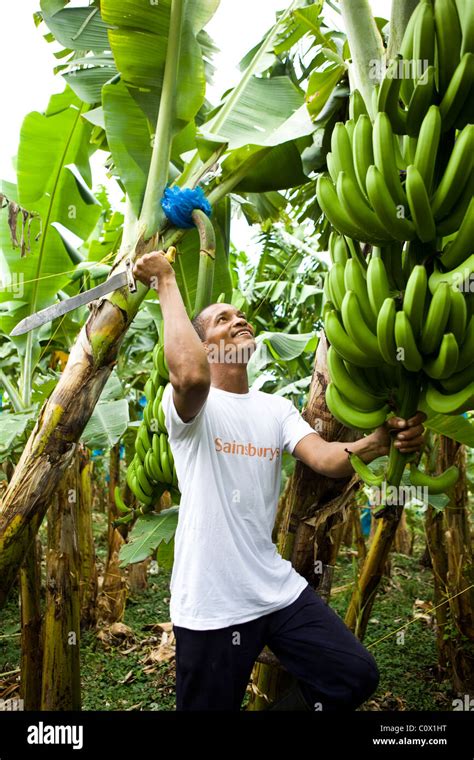 Banana Farmer Colombia Hi Res Stock Photography And Images Alamy