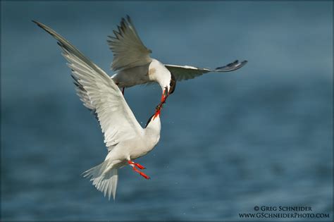 Photo Common Tern Mating Display
