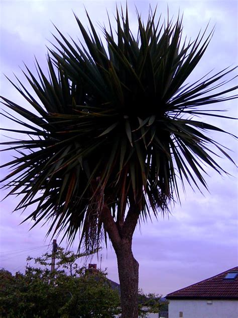 Postulating Pippin Giant Fat Palm Tree Enjoying The Sky