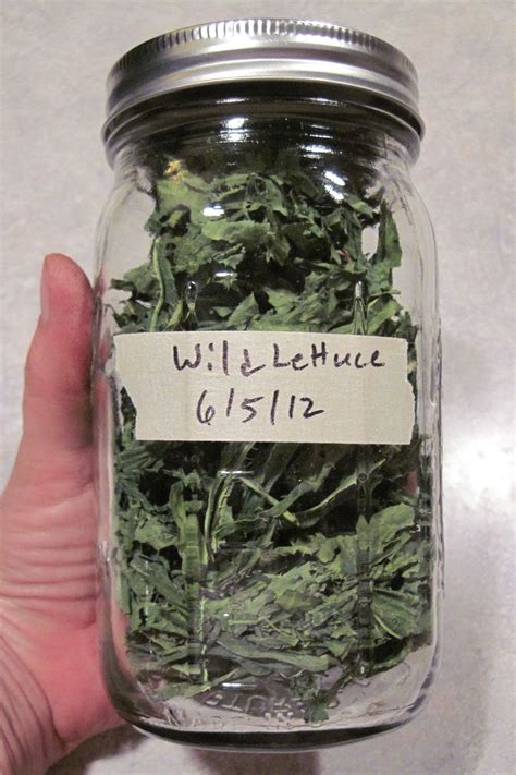 Weekly Weeder 24 Prickly Wild Lettuce Wildcrafting Wednesday