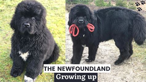 Newfoundland Puppy Growing Up 0 2 Years Puppy To Adult Time Lapse