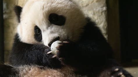 Why Do We Find Giant Pandas So Cute Super Cute Animals Preview