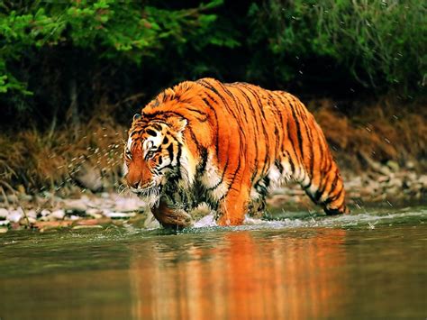 Weekly Science Quiz Bengal Tigers Of The Sundarbans