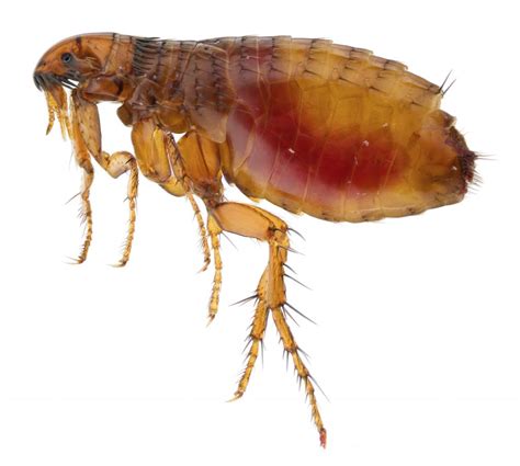 Fleas Pestalance Pest Solutions