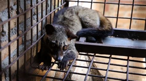 Transporting people from around the world to our wildlife, wildearth operates as a 24/7 tv channel over africa and the united kingdom with more territories coming soon. Civet cat coffee's animal cruelty secrets - BBC News