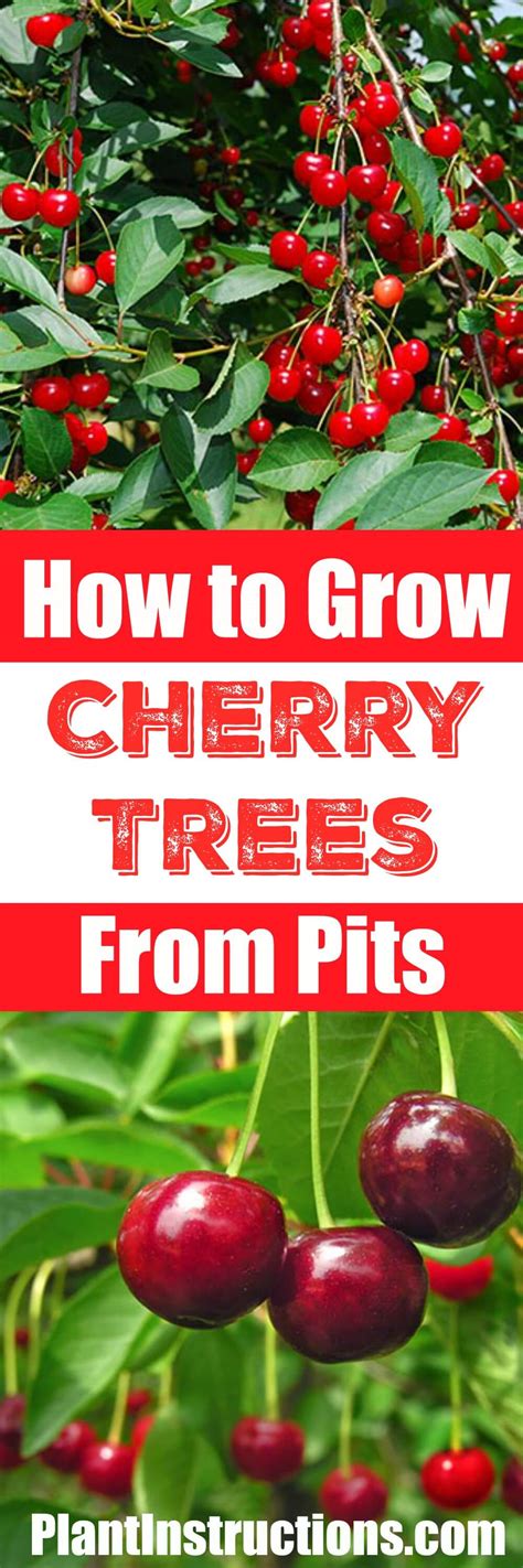 How To Grow A Cherry Tree From Seeds Plant Instructions