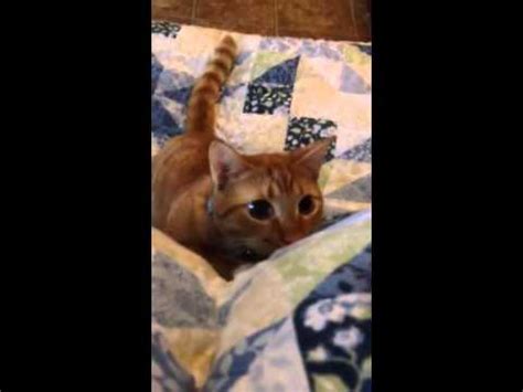 I don't even think a maine coon would be that large at that age. 9 Month Old Cat - YouTube