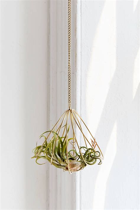An Air Plant Hanging From A Gold Chain On A White Wall With Sunlight