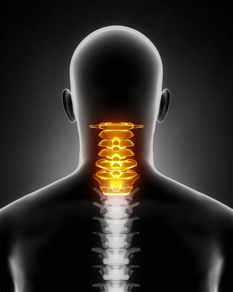 Cervical and Thoracic Spine