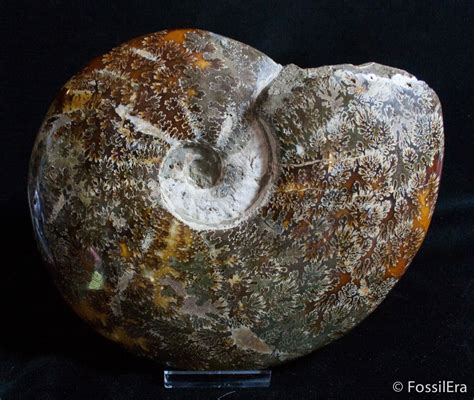 Massive 88 Inch Wide Polished Ammonite Fossil For Sale 2984
