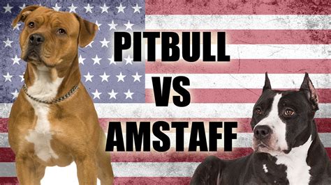 What Is The Difference Between A Pit Bull And A American Staffordshire