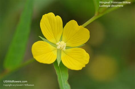 4 Petal Yellow Flower Best Flower Site
