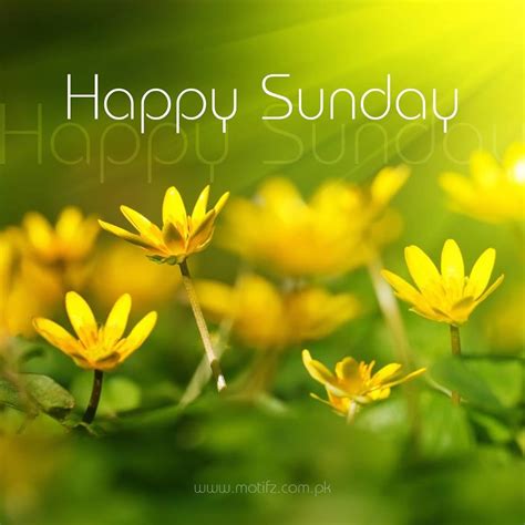 Here we added happy sunday wishes, happy sunday quotation, happy sunday quotes, quotes of sunday, happy sunday image, happy sunday images, happy sunday gif, happy sunday good morning, happy sunday in english, happy sunday pic. Yellow Happy Sunday Flowers Pictures, Photos, and Images ...
