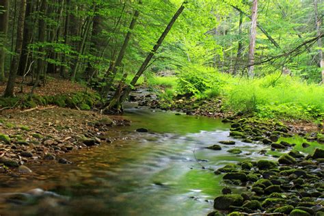 Free Picture Wood Nature Water Forest Landscape Leaf