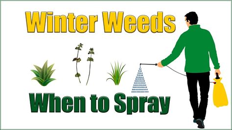 When To Treat Winter Weeds Youtube