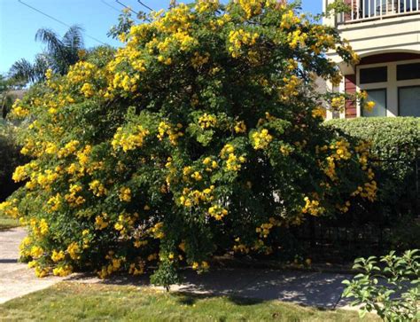 Aka senna artemisioides filifolia, green feathery cassia, green feathery senna. Life Goes Better with Plants : Senna splendida 'Golden'