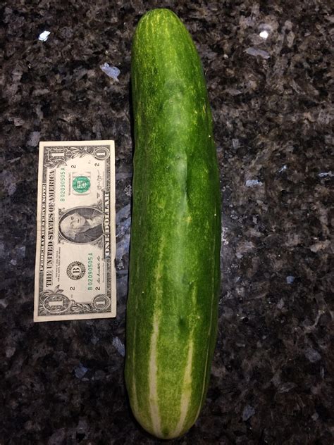 massive 13 inch cucumber grown by my mom dollar for scale gardening garden diy home