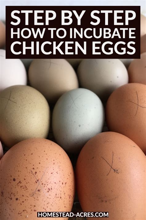 How To Incubate Chicken Eggs Step By Step Hatching Chickens Chicken