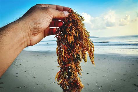 6 Practical Uses For Highly Nutritious Seaweed On Your Homestead