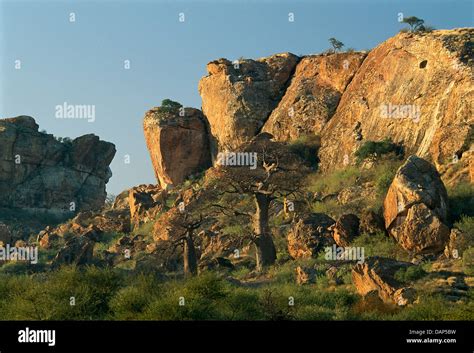 Mapungubwe Hill With Two Baobab Trees South Africa Stock Photo Alamy