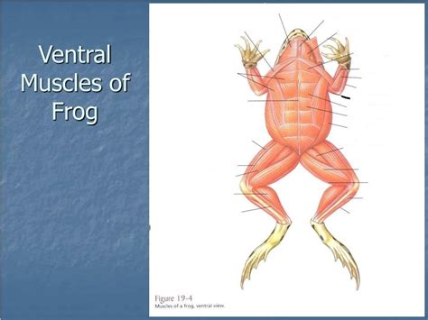Frog Ventral Muscular System Diagram Quizlet