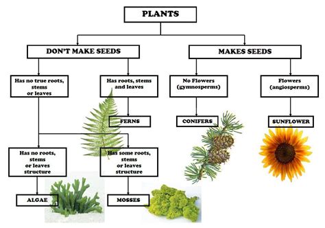 Plant Classification Chart Plant Classification Classifying Plants