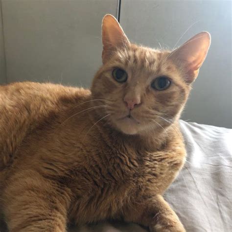 To see what is available now! Lost in Elysian Heights: Orange Tabby Cat - Adult Male ...