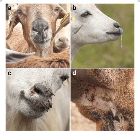 Clinical Signs In Goats And Sheep Confirmed With Peste Des Petits
