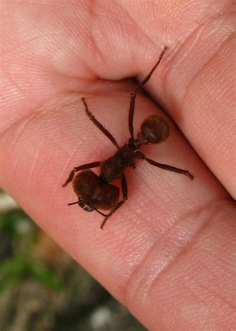 Bullet Ant Giant Head Paraponera Clavata La Selva Co Flickr