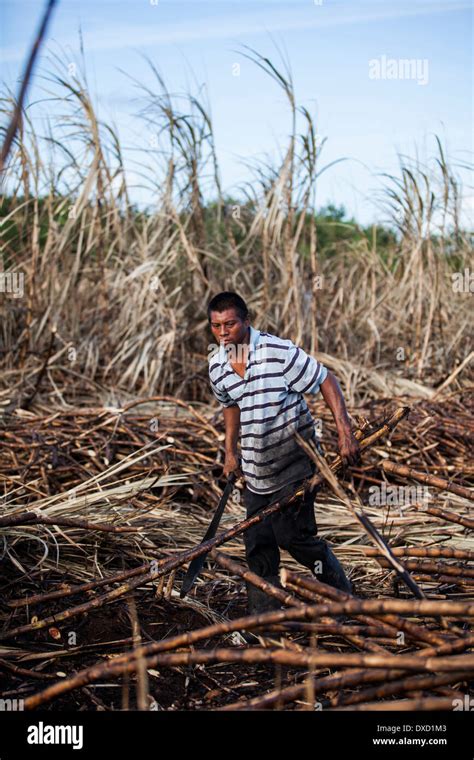 A Sugar Cane Farmer Harvests Sugarcane On A Plantation In Belize The Sugar Cane Is Processed