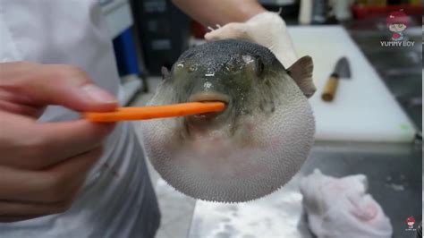 Printemps Microbe Laboratoire Carrot Eating Puffer Fish Conformité à