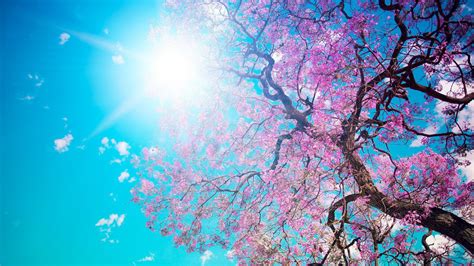Cherry Blossom Tree Under Blue Sky Sunbeam 4k Hd Nature Wallpapers Hd