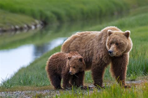 Grizzly Bear Cub Close To Mom Fine Art Photo Print For Sale Photos By