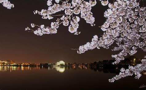 Cherry Blossoms At Night Blossom Cherry Blossom Bloom