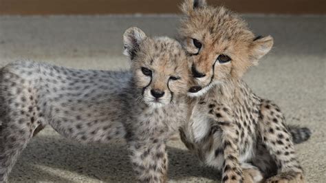 Cincinnati Zoo Loses Cheetah Cub Cheetah Cub Gains A Sister
