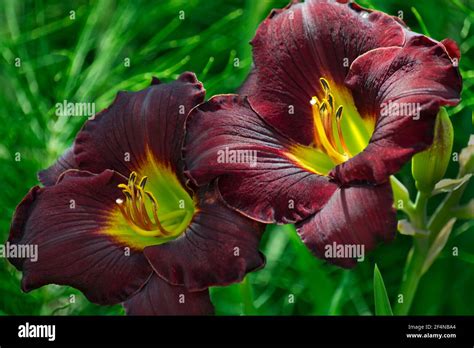 Maroon Colored Lily Flowers In Full Bloom Stock Photo Alamy