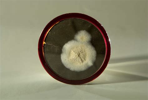 Sample Of Penicillin Mold Smithsonian Institution