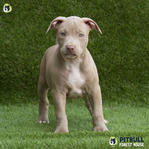 Blue Red Nose Pitbull Female